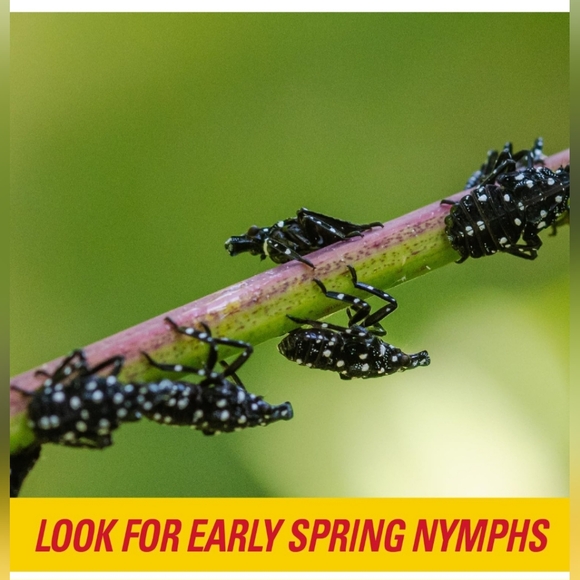 PIC Spotted Lantern Fly Trap, 1 Roll 20ft Roll Each,Flying Insect Trap,Glue Trap - Picture 6 of 11